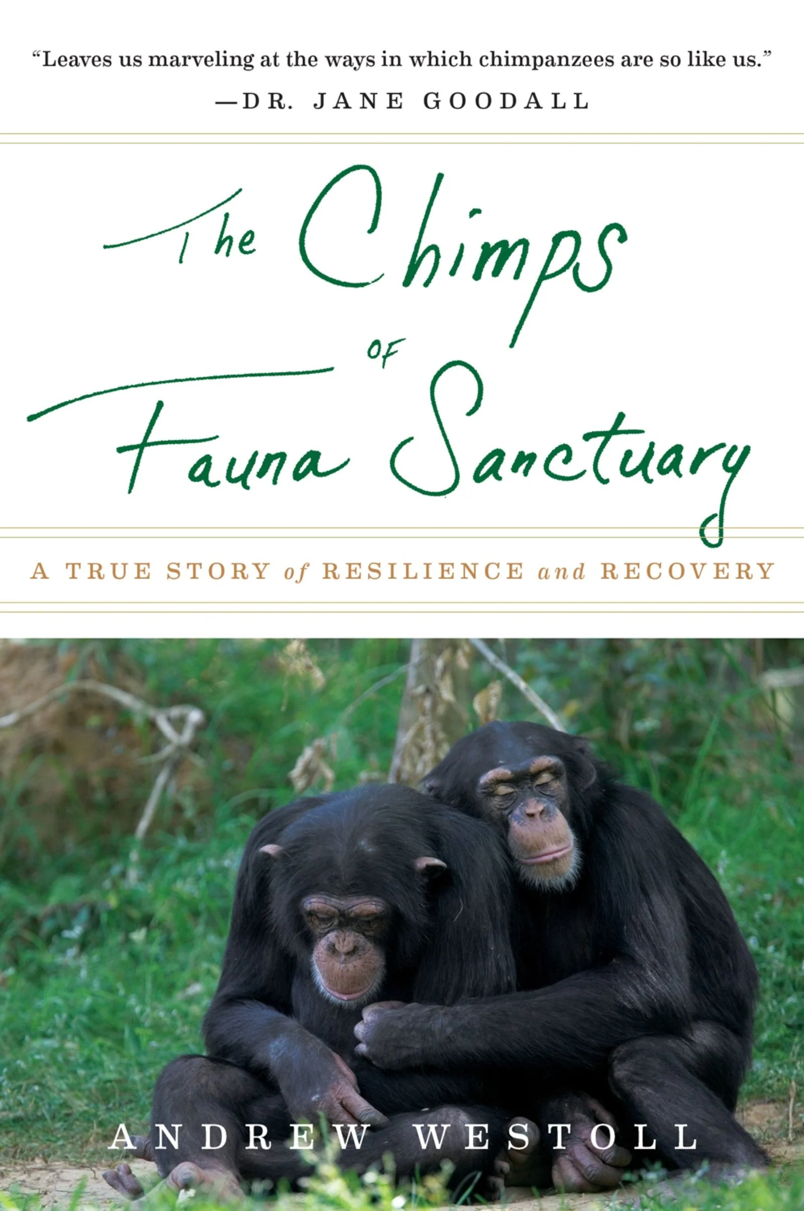 The Chimps Of Fauna Sanctuary